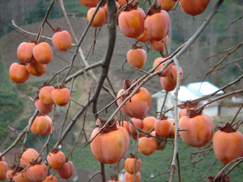 Japanese persimmon